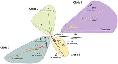 Molecular Systematics of the Genus Acidithiobacillus: Insights into the Phylogenetic Structure and Diversification of the Taxon